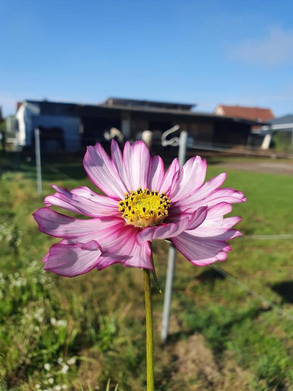 Houten Huisje Tussen Paarden Nieuwerkerken Eksteriør bilde