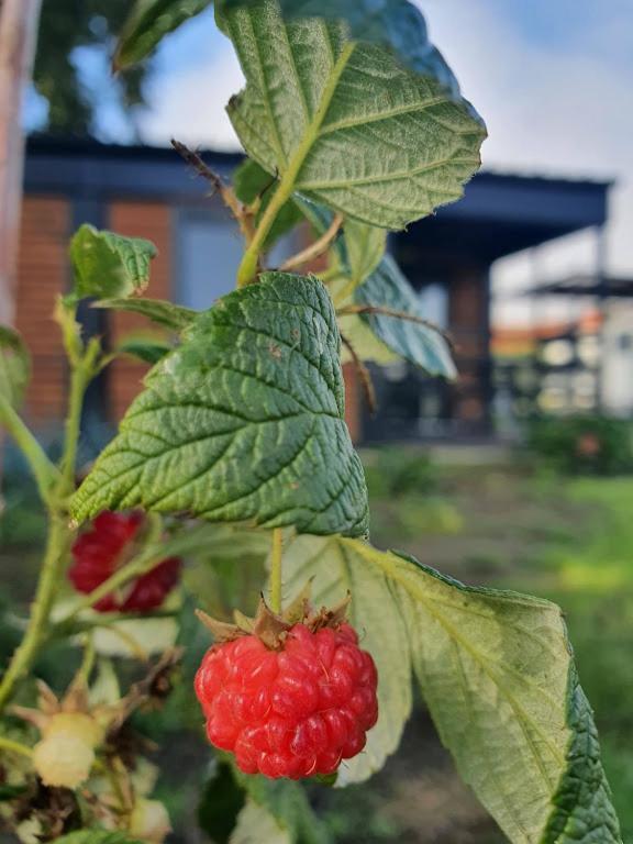 Houten Huisje Tussen Paarden Nieuwerkerken Eksteriør bilde