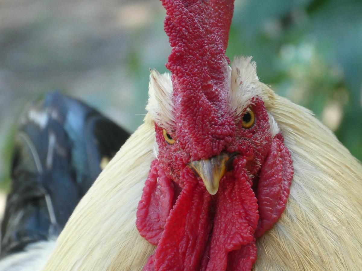 Houten Huisje Tussen Paarden Nieuwerkerken Eksteriør bilde