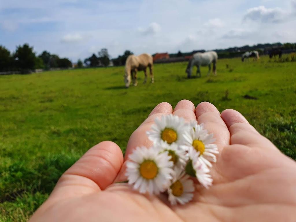Houten Huisje Tussen Paarden Nieuwerkerken Eksteriør bilde