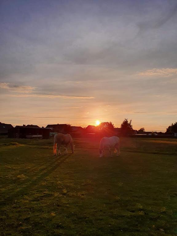 Houten Huisje Tussen Paarden Nieuwerkerken Eksteriør bilde