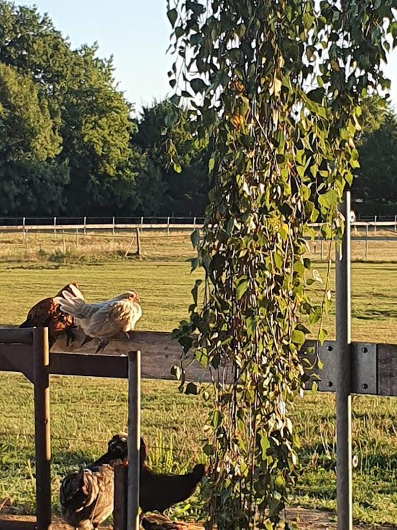 Houten Huisje Tussen Paarden Nieuwerkerken Eksteriør bilde